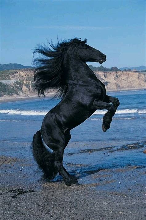8dfaf5db24b2e5f34e4aef85381ef905 Horses Beautiful Horses Pretty Horses