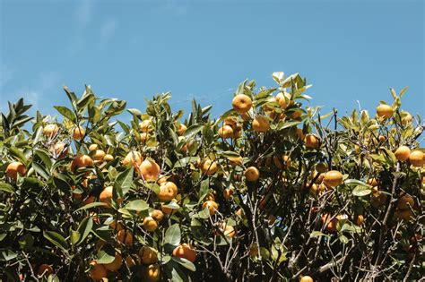 Browse Free Hd Images Of Florida Orange Orchard Branches Heavy With