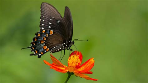 Awesome Black Wallpaper Butterfly Free