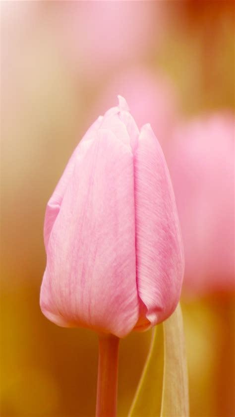 壁紙 ピンクのチューリップ、花、つぼみ、ぼかし、春 2560x1600 Hd 無料のデスクトップの背景 画像