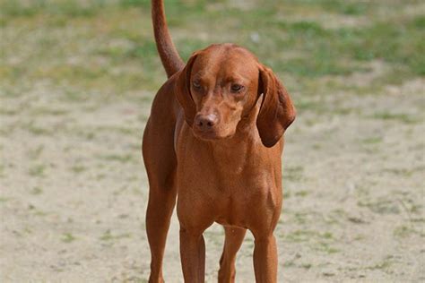 Redbone Coonhound Dog Breed Information And Pictures Livelife