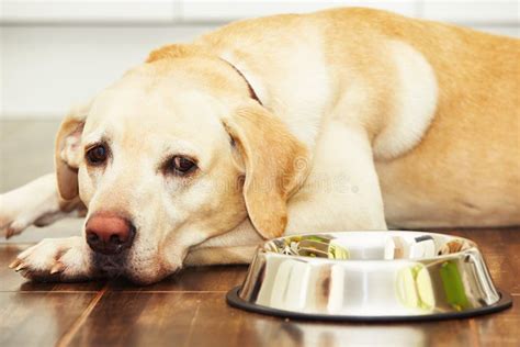 Hungry Dog Stock Photo Image Of Labrador Lying Floor 62432128