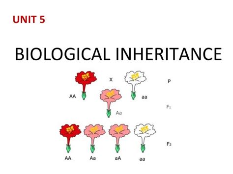 5biological Inheritance