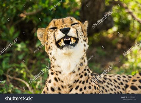 Portrait Smiling Cheetah Wilderness Africa Blurred Stock Photo