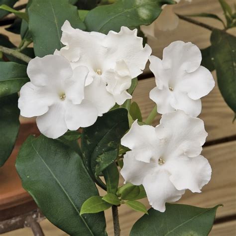 She has a talent for writing great melodies too. Lady of the Night (Brunfelsia gigantea)
