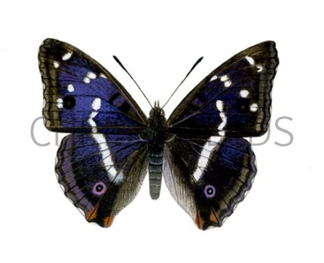 Purple Emperor Apatura Iris In001 Illustration Insect Illustrations