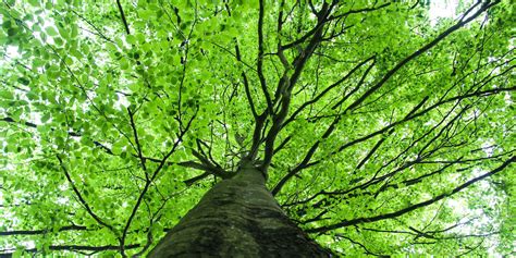 Climate Change Why The Beech Tree Boom Is Bad For Cool Forests Inverse