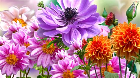 Kolorowe Kwiaty Dalie Zawilec Grafika Zdj Cia