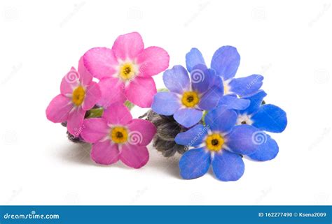 Pink Forget Me Nots Isolated Stock Photo Image Of Fresh Macro 162277490
