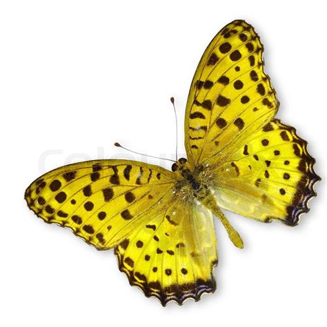 Beautiful Yellow Butterfly Flying Stock Image Colourbox
