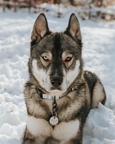 14 Magnificent Facts About Siberian Huskies Petpress