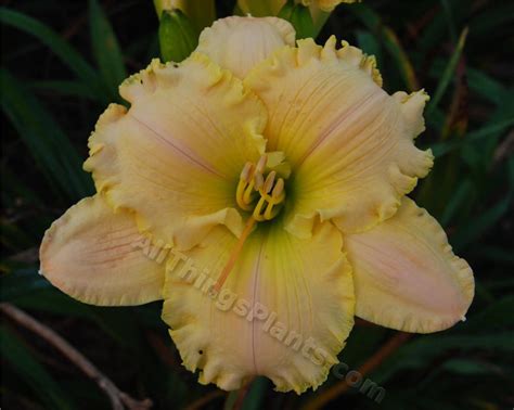 Daylily Hemerocallis Zing Its Spring In The Daylilies Database