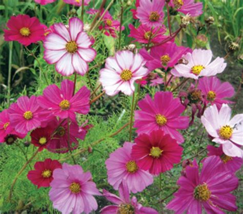 Cosmos Sensation Mixedseeds Cosmos Bipinnatus My