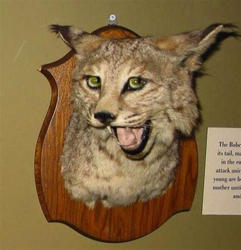 The 30 Worst Examples Of Taxidermy Ever Funny Taxidermy Bad