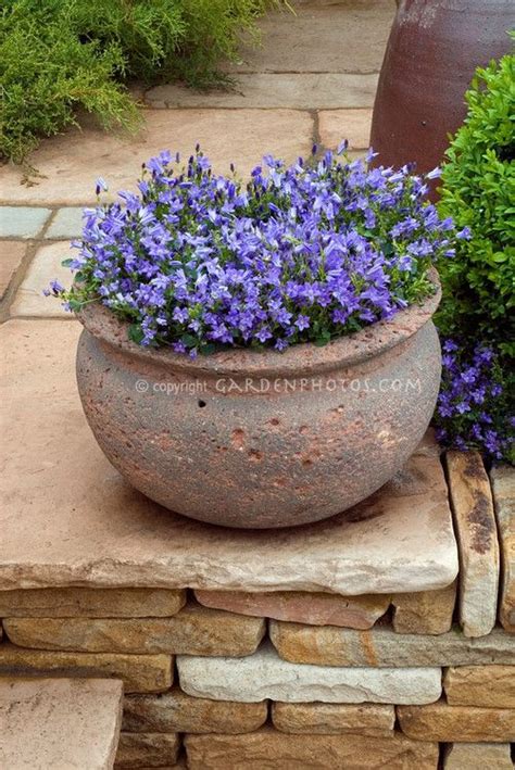 Submitted 5 years ago by jubes87. Groundcover perennial - Campanula in rustic pot on stone ...
