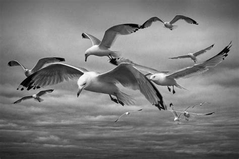 Sea Gull Scavengers Photograph By Randall Nyhof Fine Art America