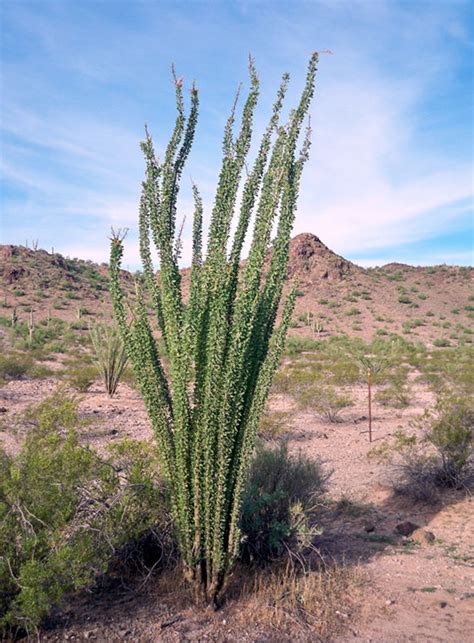 Desert plants fall into one of two categories: Major Terrestrial Biomes | Biology for Majors II