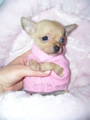 It also depends on numerous factors. Dallas TX Teacup Puppies For Sale Houston Texas # ...