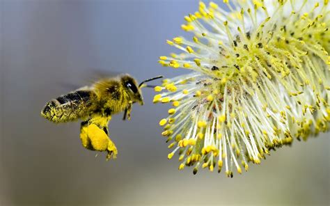 Wallpaper Yellow Wildlife Gray Bumblebee Willow Bee Flower