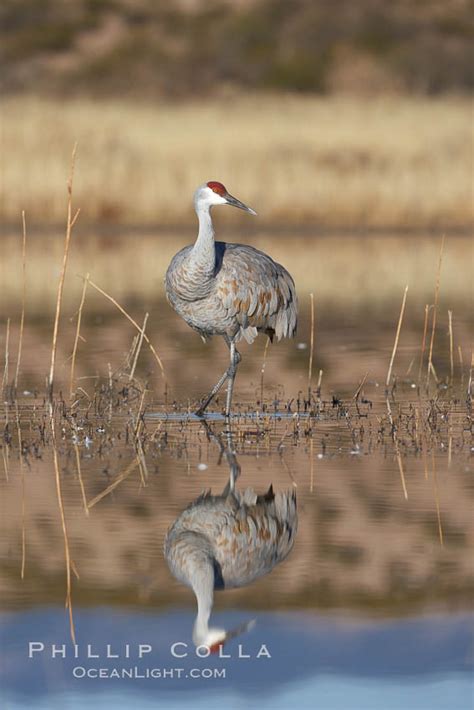 A Sandhill Crane Is Perfectly Reflected Grus Canadensis Bosque Del Apache National Wildlife