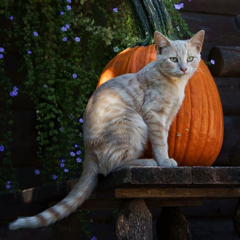 October Kitten 4 Photograph By Nikolyn Mcdonald Fine Art America