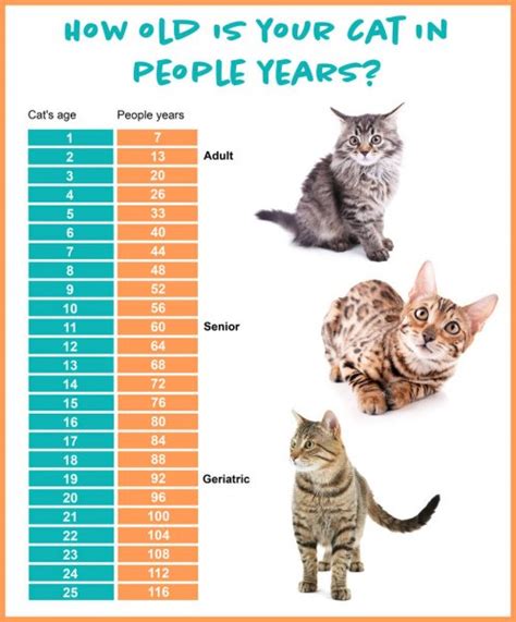 Each month of the first two years of a cat's life is equal to a human year. Pet age concept. Comparison chart of cat and human years ...