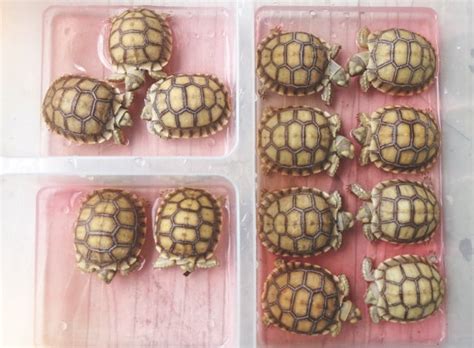 Sulcata Tortoise Care And Breeding Reptiles Magazine