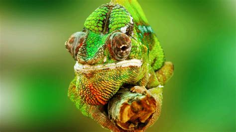 A Guide To Caring For Pet Chameleons