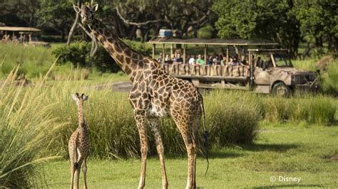 Disneys Animal Kingdom Welcomes Giraffe Calf To Kilimanjaro Safaris