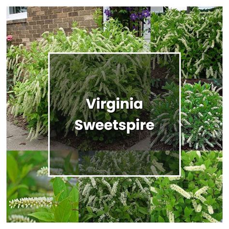 How To Grow Virginia Sweetspire Plant Care And Tips Norwichgardener