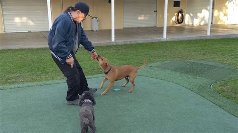 He served time in san quentin state. Danny Trejo hangin with his Dogs - YouTube