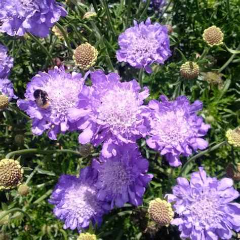 Scabiosa Blue Note Golden Valley Plants