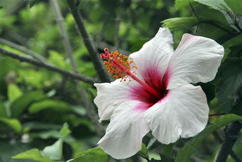 Hibiscus Stock Photo Containing Hibiscus And Flower Nature Stock