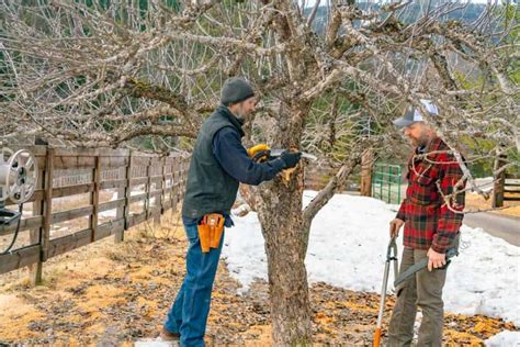 Pruning Fruit Trees The Right Way For The Best Harvest
