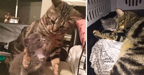 Rescued Cat Adopts Orphaned Kitten And Makes Sure He Knows What Love Is