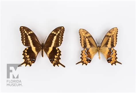 Schaus Swallowtail Rare Beautiful Fascinating 100 Years