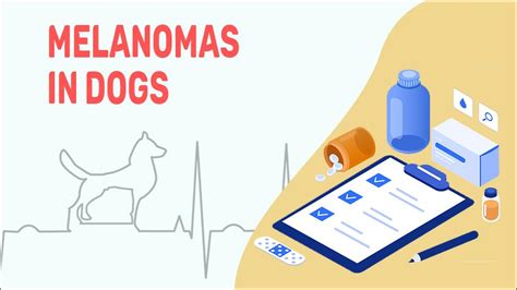 Melanomas In Dogs Petmoo My Pets Routine