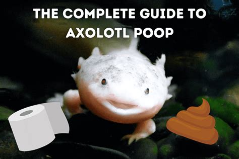 The Complete Guide To Axolotl Poop Pets From Afar