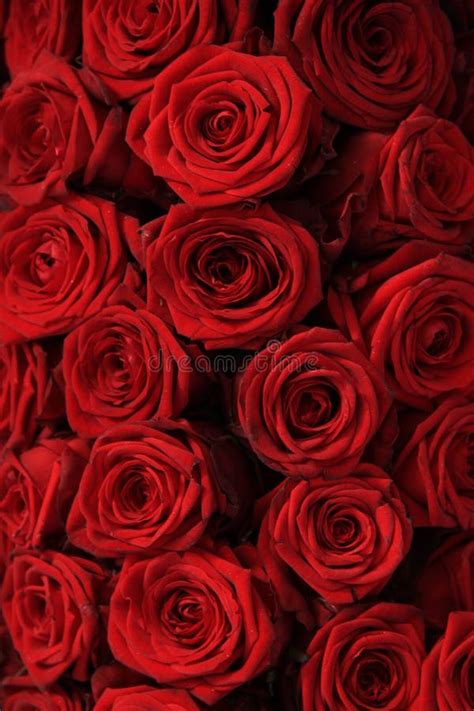 Big Red Roses Stock Image Image Of Flowers Rose Roses 80472917