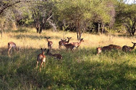 Surprising South Africa Part 3 Kapama Safari Pretty Prudent