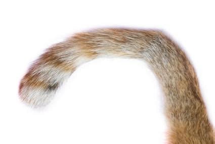 Yep might be the head gasket leaking or an electrical fault. 4 Common Cat Tail Injuries | LoveToKnow