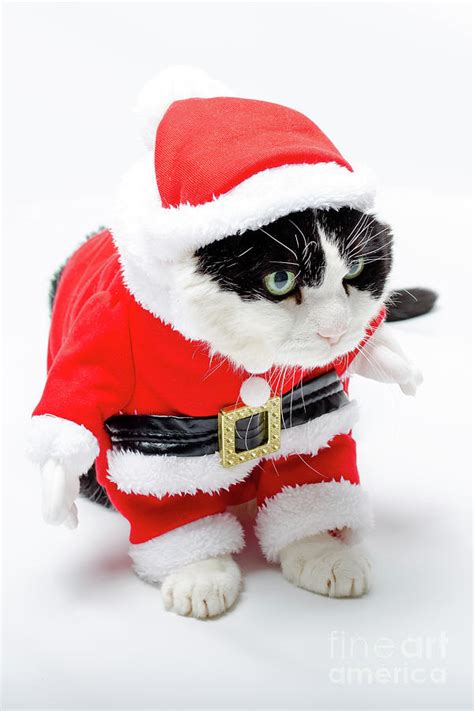 Funny Christmas Kitten Photograph By Benny Marty Fine Art America