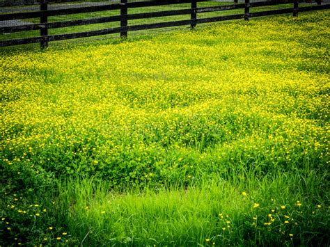 Pasture With Yellow Flowers And Fence Stock Image Image Of Post