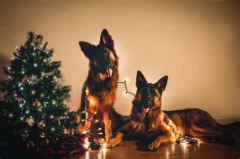 Christmas German Shepherd Dogs ~ Animal Photos On Creative