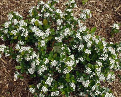 Compare prices & read reviews. Product Viewer - Aronia Low Scape Mound