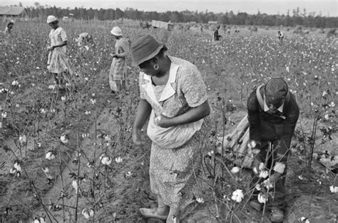 This Is A Cotton Picking Story Hubpages