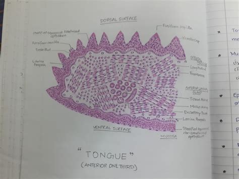 Liver diagram this post displays liver diagram. Histology Diagrams for 2nd Year MBBS