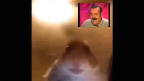 Hamster Staring At Screen Meme Youtube