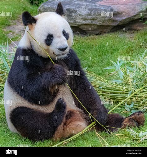 Giant Panda Bear Panda Eating Bamboo Sitting In The Grass Stock Photo