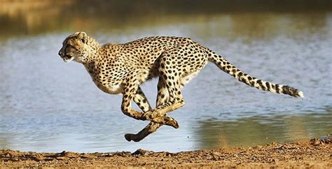 Jaguar Animal Running Speed - repro